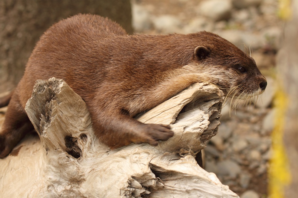 african clawless otter
