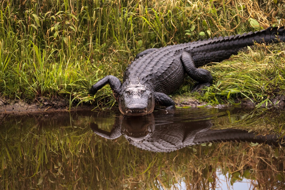 What’s the difference between a crocodile and an alligator?