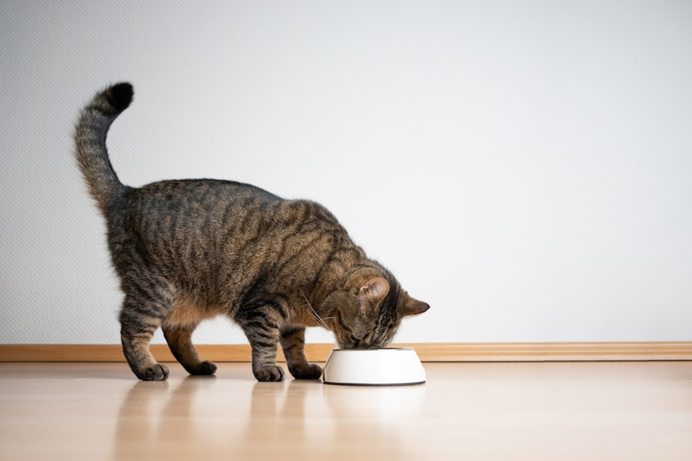 The Purr-fect Feed – Must-Know Tips for Feeding Your Cat!