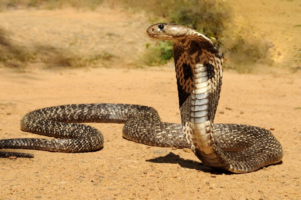 Cobras – The Iconic and Venomous Monarchs of the Serpent World