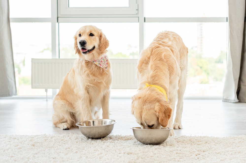 Feeding Tips for a Healthy and Happy Dog