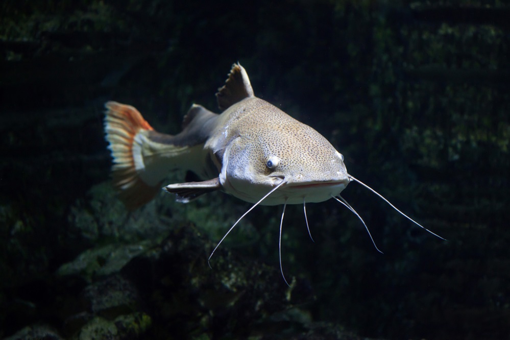 Catfish – The Whiskered Wonders of the Deep