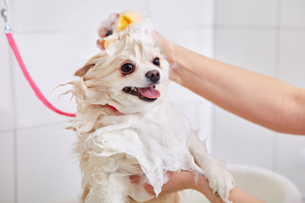 Dog grooming session