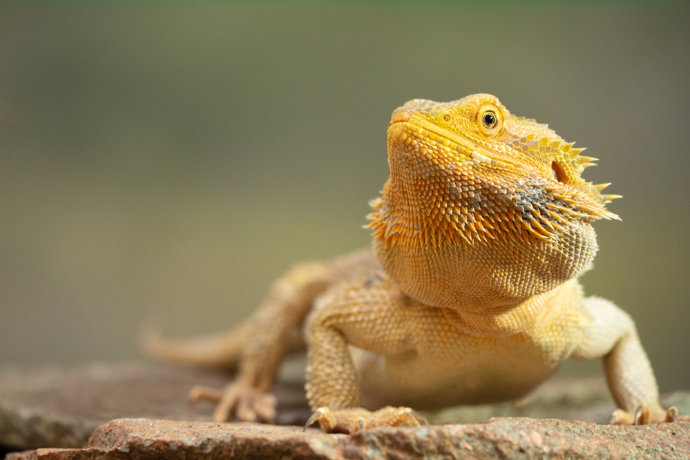 Bearded Dragons – How They Conquer the Australian Sun